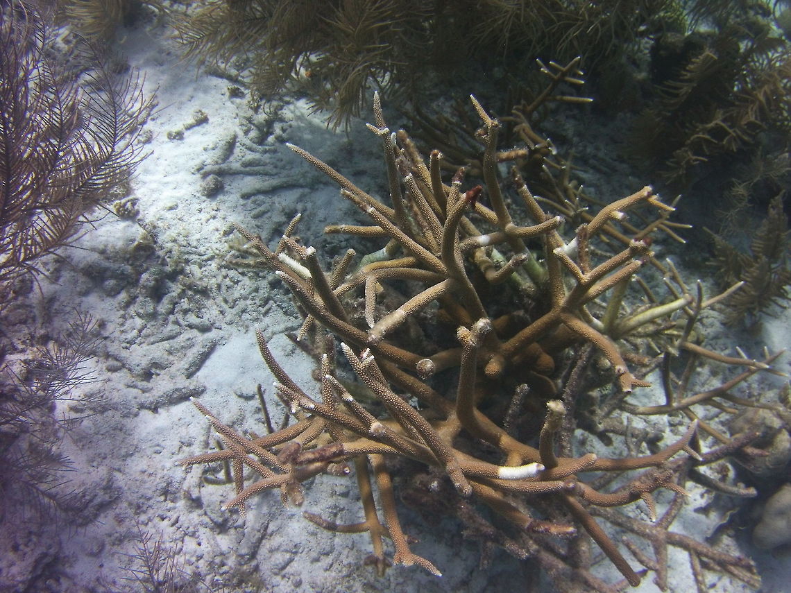 staghorn coral  Acropora cervicornis,Caribbean Netherlands,Geotagged,Winter,staghorn coral