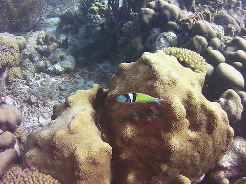 Bluehead Wrasse  Bluehead wrasse,Caribbean Netherlands,Geotagged,Thalassoma bifasciatum,Winter