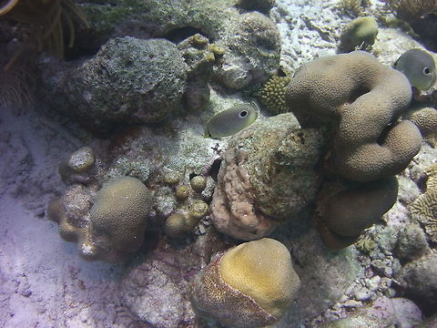 Foureye Butterflyfish  Caribbean Netherlands,Chaetodon capistratus,Four-eyed Butterflyfish,Geotagged,Winter