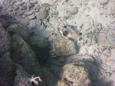 Trunkfish  Caribbean Netherlands,Geotagged,Lactophrys triqueter,Smooth trunkfish,Winter