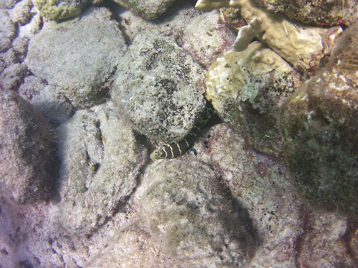 Chain Moray  Caribbean Netherlands,Chain moray,Echidna catenata,Geotagged,Winter
