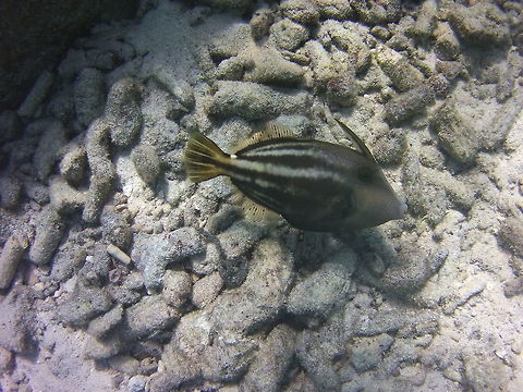orangespotted filefish  Cantherhines pullus,Caribbean Netherlands,Geotagged,Orangespotted filefish,Winter