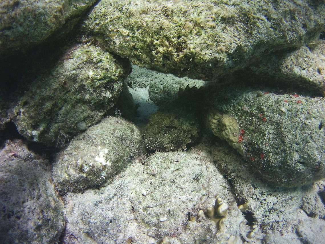 Spotted Scorpionfish  Caribbean Netherlands,Geotagged,Scorpaena plumieri,Spotted scorpionfish,Winter