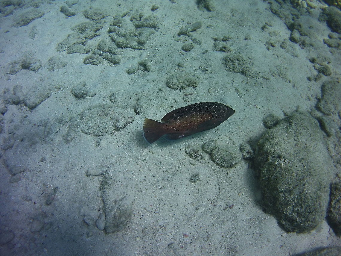 Coney  Caribbean Netherlands,Cephalopholis fulva,Coney,Geotagged,Winter