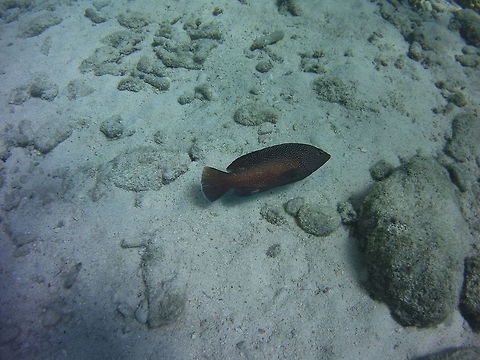 Coney  Caribbean Netherlands,Cephalopholis fulva,Coney,Geotagged,Winter