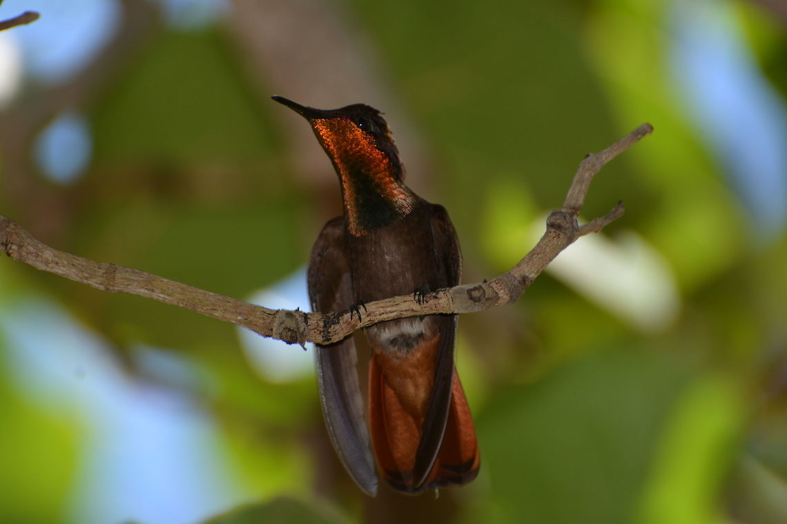Ruby Topaz Hummingbird  Caribbean Netherlands,Chrysolampis mosquitus,Geotagged,Ruby-topaz hummingbird,Summer