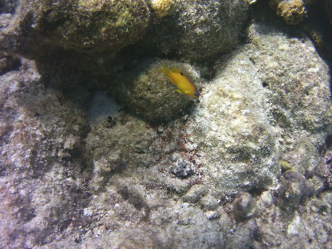 Longfin damselfish  Caribbean Netherlands,Geotagged,Stegastes diencaeus,Winter