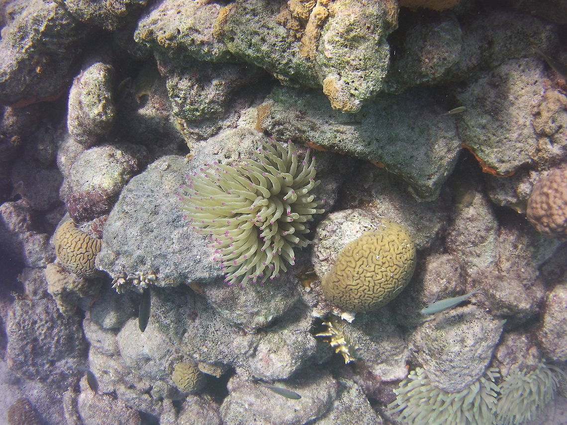 Anemone  Caribbean Netherlands,Condylactis gigantea,Geotagged,Giant Caribbean sea anemone,Winter