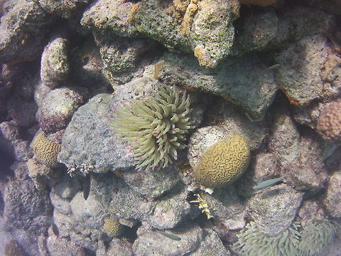 Anemone  Caribbean Netherlands,Condylactis gigantea,Geotagged,Giant Caribbean sea anemone,Winter