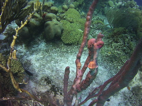 Flamingo Tongue Snail  Caribbean Netherlands,Cyphoma gibbosum,Flamingo tongue snail,Geotagged,Winter