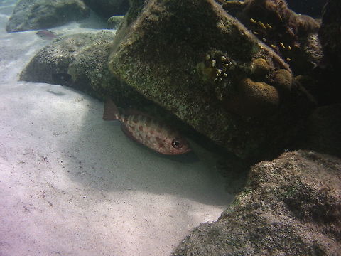 Glasseye Snapper (Heteropriacanthus cruentatus)  Caribbean Netherlands,Geotagged,Heteropriacanthus cruentatus,Winter