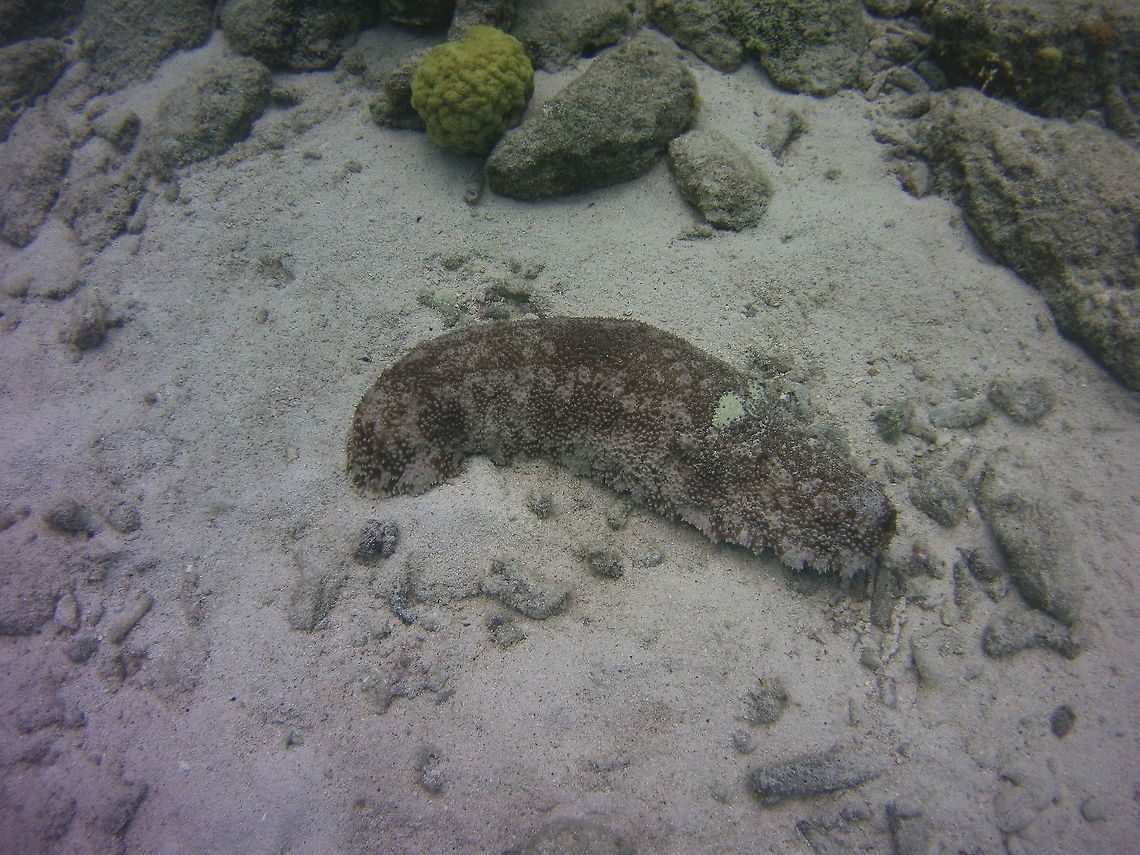Furry Sea cucumber  Astichopus,Astichopus multifidus,Caribbean Netherlands,Geotagged,Winter