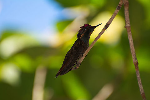 Ruby Topaz Hummingbird  Caribbean Netherlands,Chrysolampis mosquitus,Geotagged,Ruby-topaz hummingbird,Summer