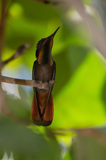 Ruby Topaz  Caribbean Netherlands,Chrysolampis mosquitus,Geotagged,Ruby-topaz hummingbird,Summer