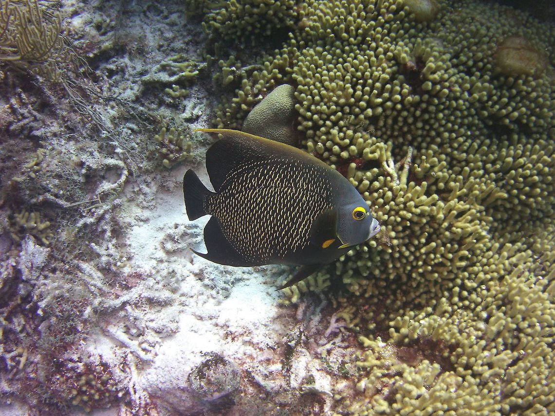 French Angelfish  Caribbean Netherlands,French Angelfish,Geotagged,Pomacanthus paru,Winter