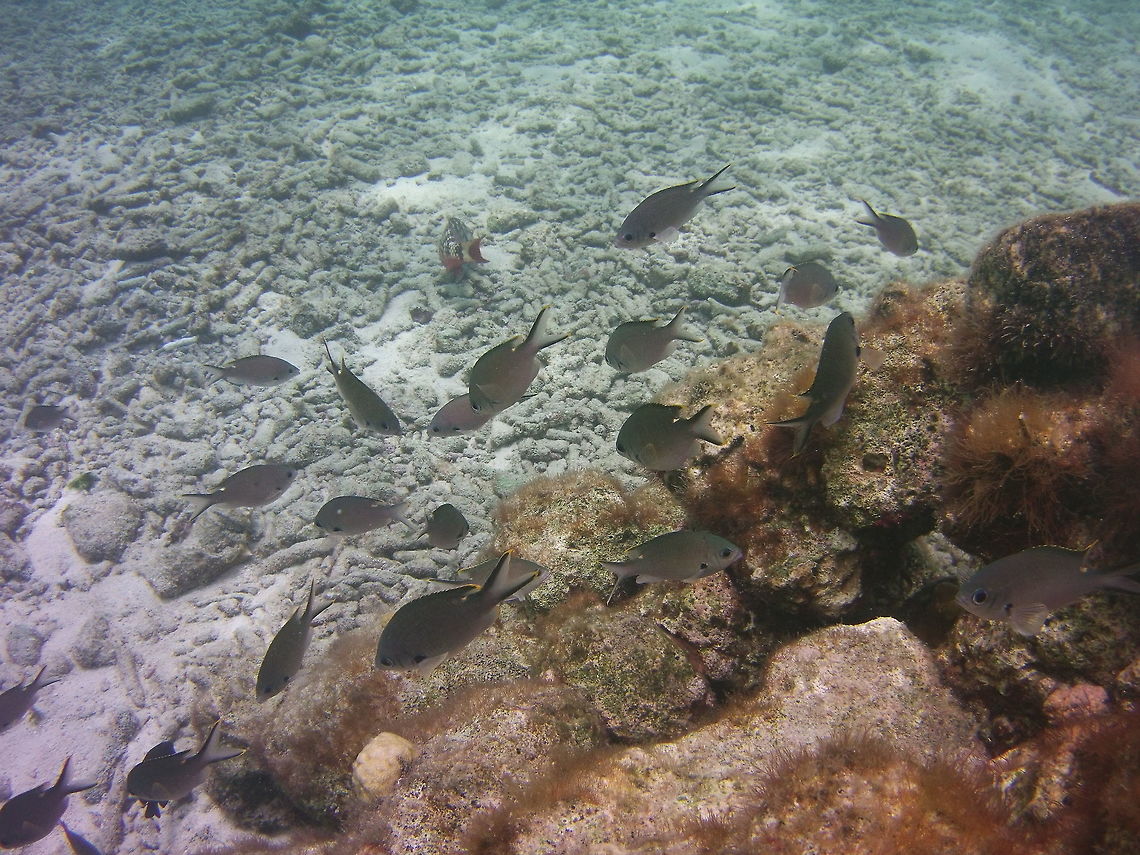 Brown Chromis  Brown chromis,Caribbean Netherlands,Chromis multilineata,Geotagged,Winter