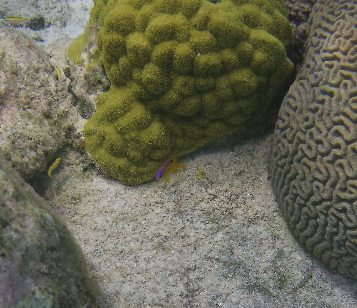 Porites Coral A porites coral next to a longfin damselfish and a brain coral in Bonaire. Beaugregory,Caribbean Netherlands,Geotagged,Porites astreoides,Winter