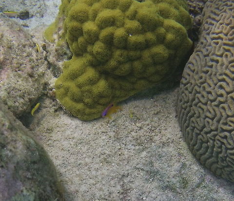 Porites Coral A porites coral next to a longfin damselfish and a brain coral in Bonaire. Beaugregory,Caribbean Netherlands,Geotagged,Porites astreoides,Winter