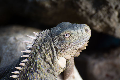 Green Iguana Portrait  Caribbean Netherlands,Geotagged,Green iguana,Iguana iguana,Summer