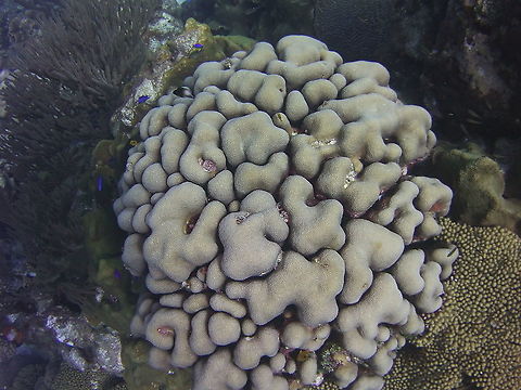 Boulder Star Coral  Boulder star coral,Caribbean Netherlands,Geotagged,Orbicella annularis,Winter