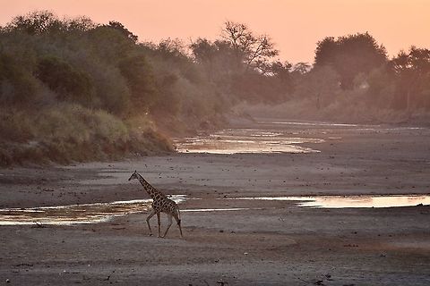 Giraffe in the riverbed  Botswana,Geotagged,Giraffa camelopardalis,Northern Giraffe,Winter