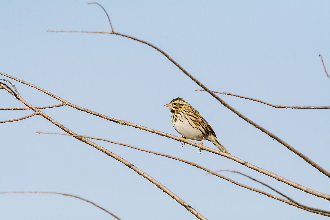 Savannah Sparrow  Geotagged,Lincoln's sparrow,Maryland,Melospiza lincolnii,Passerculus sandwichensis,Savannah sparrow,United States,Winter
