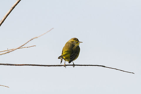 Pine Warbler  Geotagged,Maryland,Pine warbler,Setophaga pinus,United States,Winter,bird
