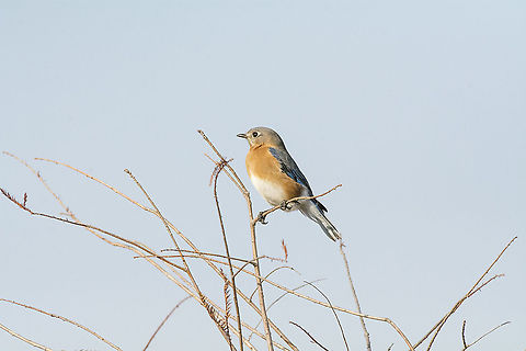 Eastern Bluebird  Eastern Bluebird,Geotagged,Maryland,Sialia sialis,United States,Winter
