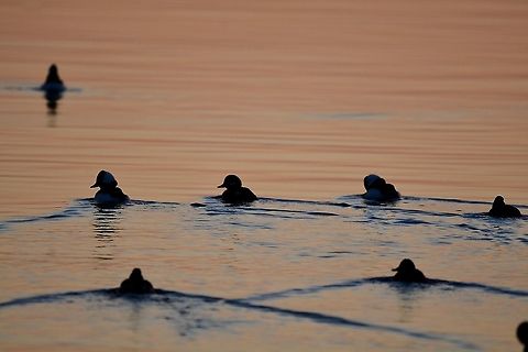 Buffleheads at Sunset  Bucephala albeola,Bufflehead,Geotagged,Maryland,United States,Winter