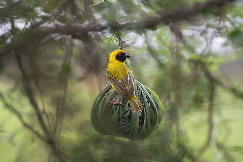 Vitelline Masked Weaver  Geotagged,Kenya,Ploceus vitellinus,Summer,Vitelline masked weaver