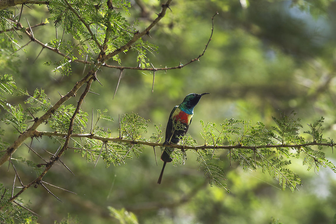 Beautiful Sunbird  Beautiful Sunbird,Cinnyris pulchellus,Geotagged,Kenya,Summer