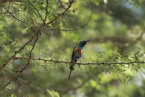 Beautiful Sunbird  Beautiful Sunbird,Cinnyris pulchellus,Geotagged,Kenya,Summer