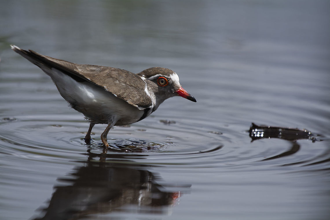 Three Banded Plover  Charadrius tricollaris,Geotagged,Kenya,Summer,three banded plover