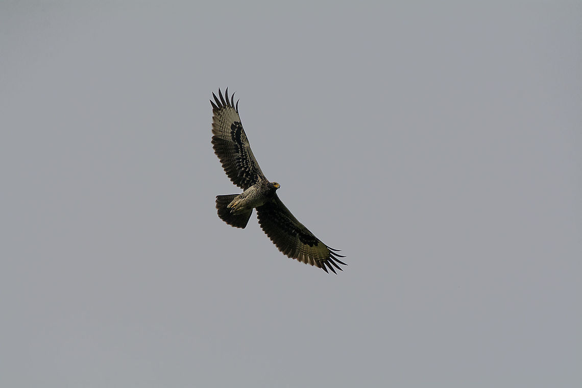 Verreaux's Eagle  Aquila verreauxii,Geotagged,Kenya,Summer,Verreauxs Eagle
