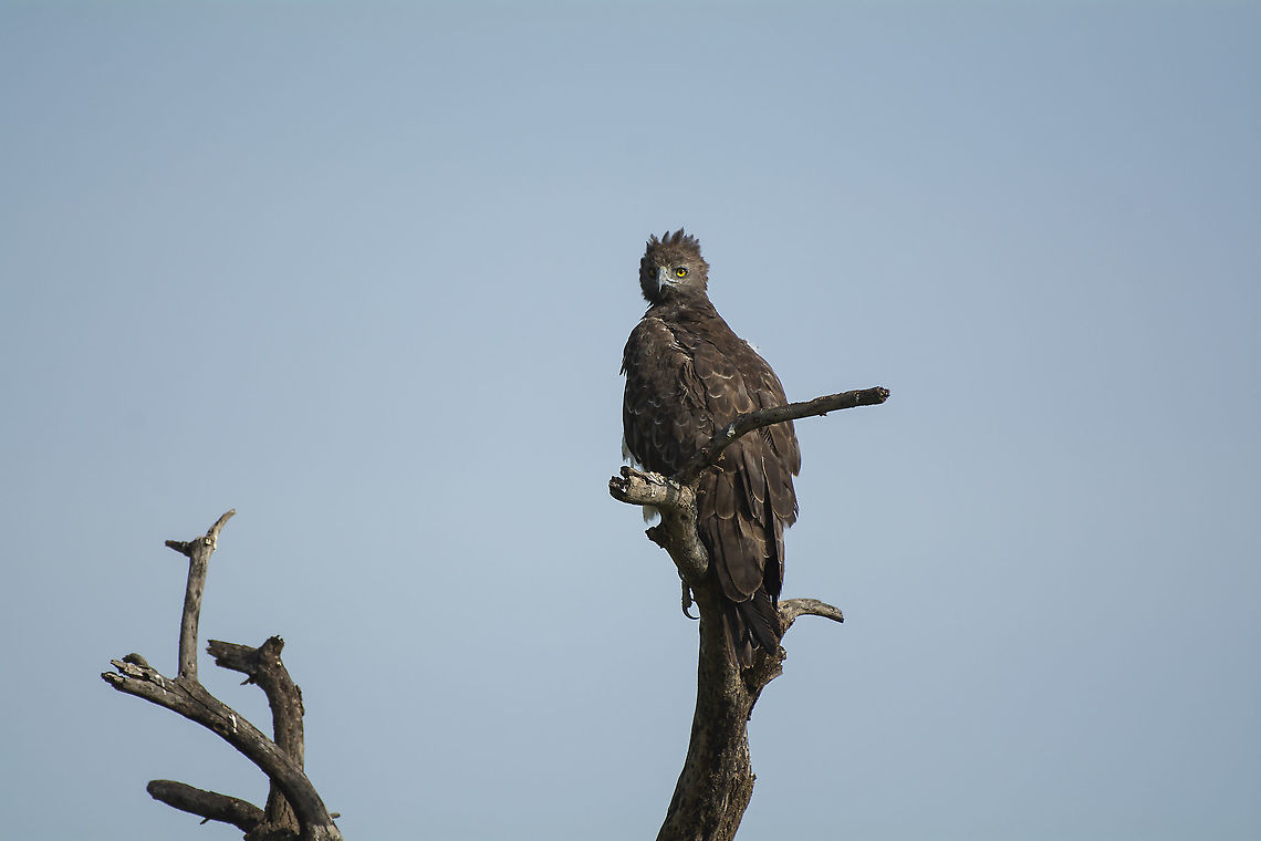 Martial Eagle  Geotagged,Kenya,Martial Eagle,Polemaetus bellicosus,Summer