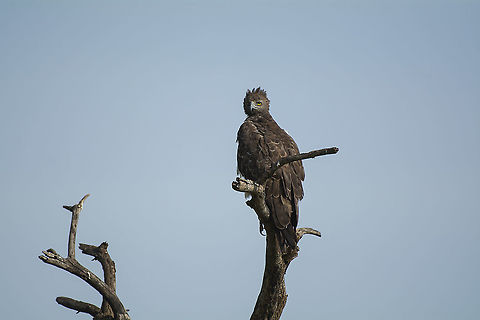 Martial Eagle  Geotagged,Kenya,Martial Eagle,Polemaetus bellicosus,Summer