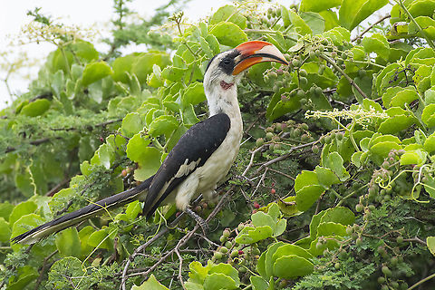 Von der Decken's Hornbill  Geotagged,Kenya,Summer,Tockus deckeni,Von der Deckens Hornbill