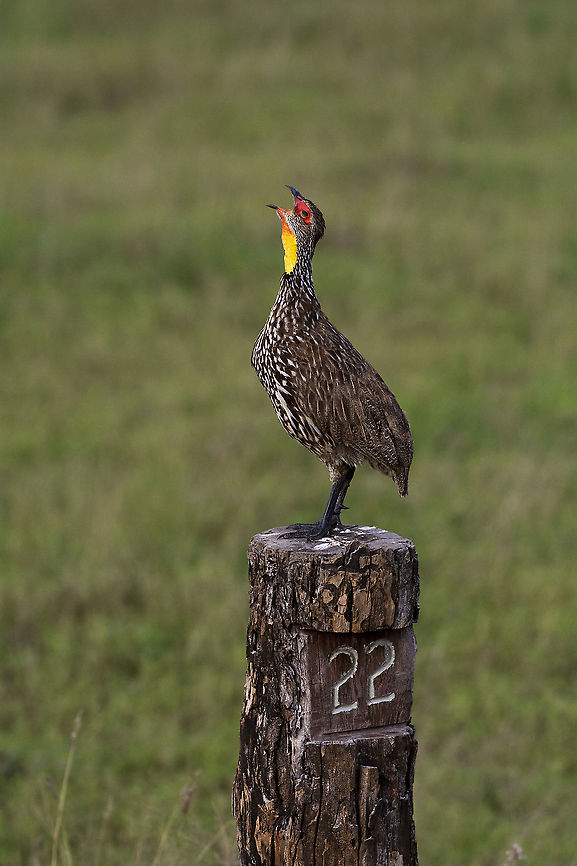 Yellow-necked spurfowl  Geotagged,Kenya,Pternistis leucoscepus,Summer,Yellow-necked spurfowl