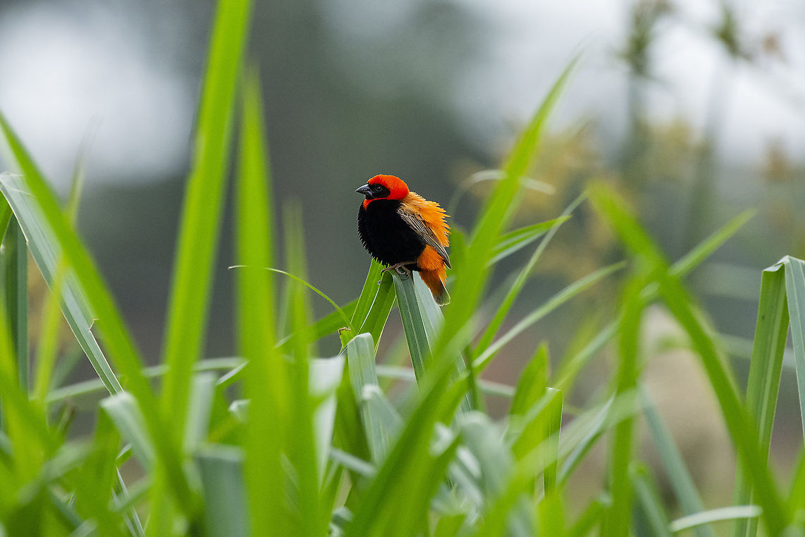 Zanzibar Red Bishop  Euplectes nigroventris,Geotagged,Kenya,Summer,Zanzibar red bishop