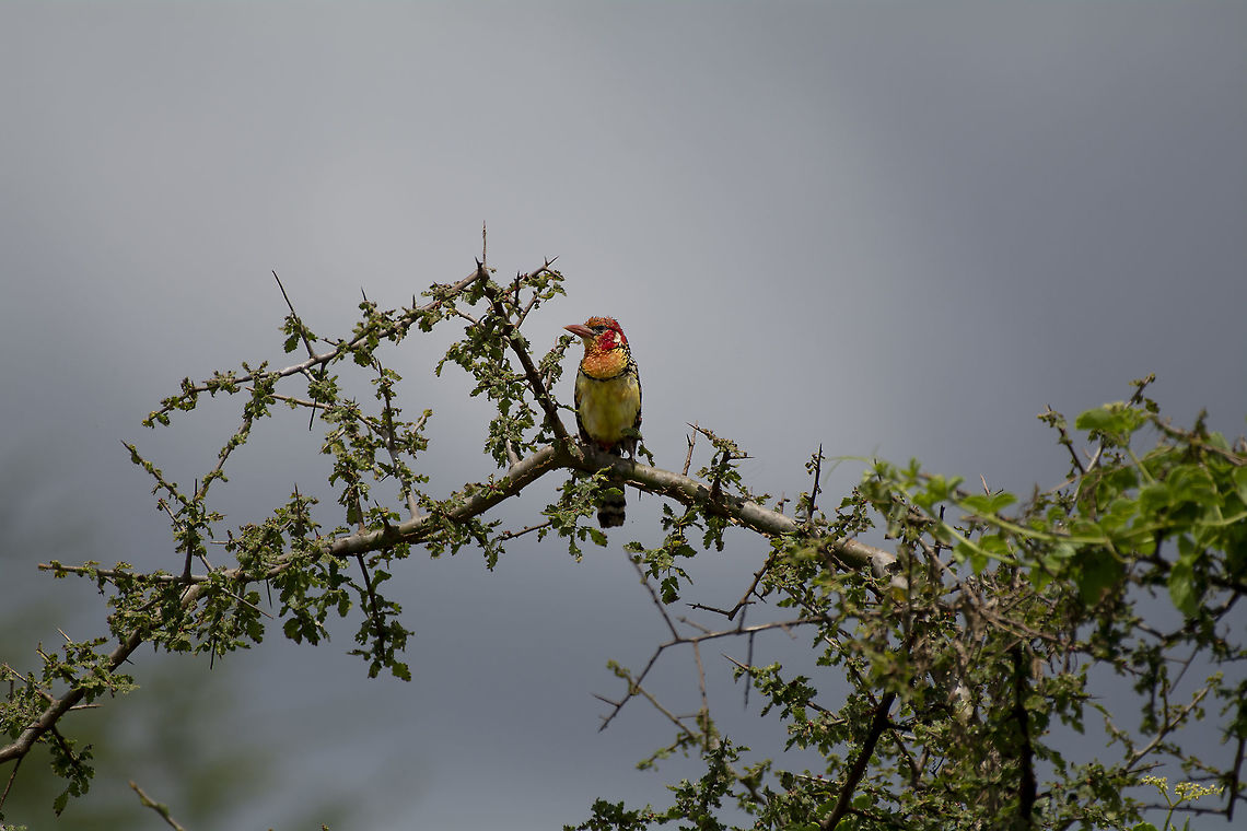 Red-and-Yellow Barbet  Geotagged,Kenya,Red-and-yellow barbet,Summer,Trachyphonus erythrocephalus