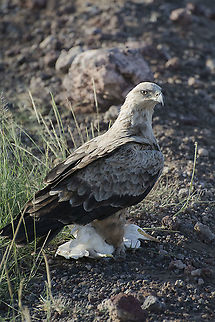 Tawny Eagle with cattle egret prey This eagle along with its mate had been hunting this egret for several minutes. The egret would hide under our car when the eagles approached. We finally got far enough away and this eagle was able to capture the egret. Aquila rapax,Geotagged,Kenya,Summer,Tawny Eagle