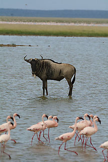 Blue Wildebeest with Lesser Flamingos  Blue wildebeest,Connochaetes taurinus,Geotagged,Kenya,Summer