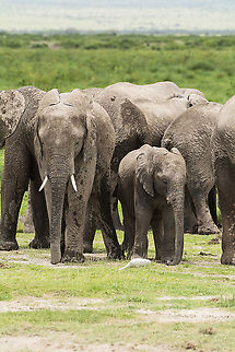 Amboseli Elephants  African bush elephant,Geotagged,Kenya,Loxodonta africana,Summer