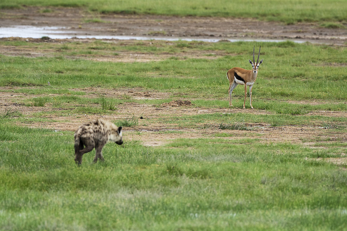 Face-off  Eudorcas thomsonii,Geotagged,Kenya,Summer,Thomsons gazelle