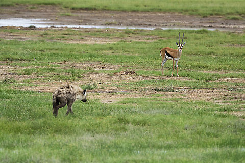Face-off  Eudorcas thomsonii,Geotagged,Kenya,Summer,Thomsons gazelle