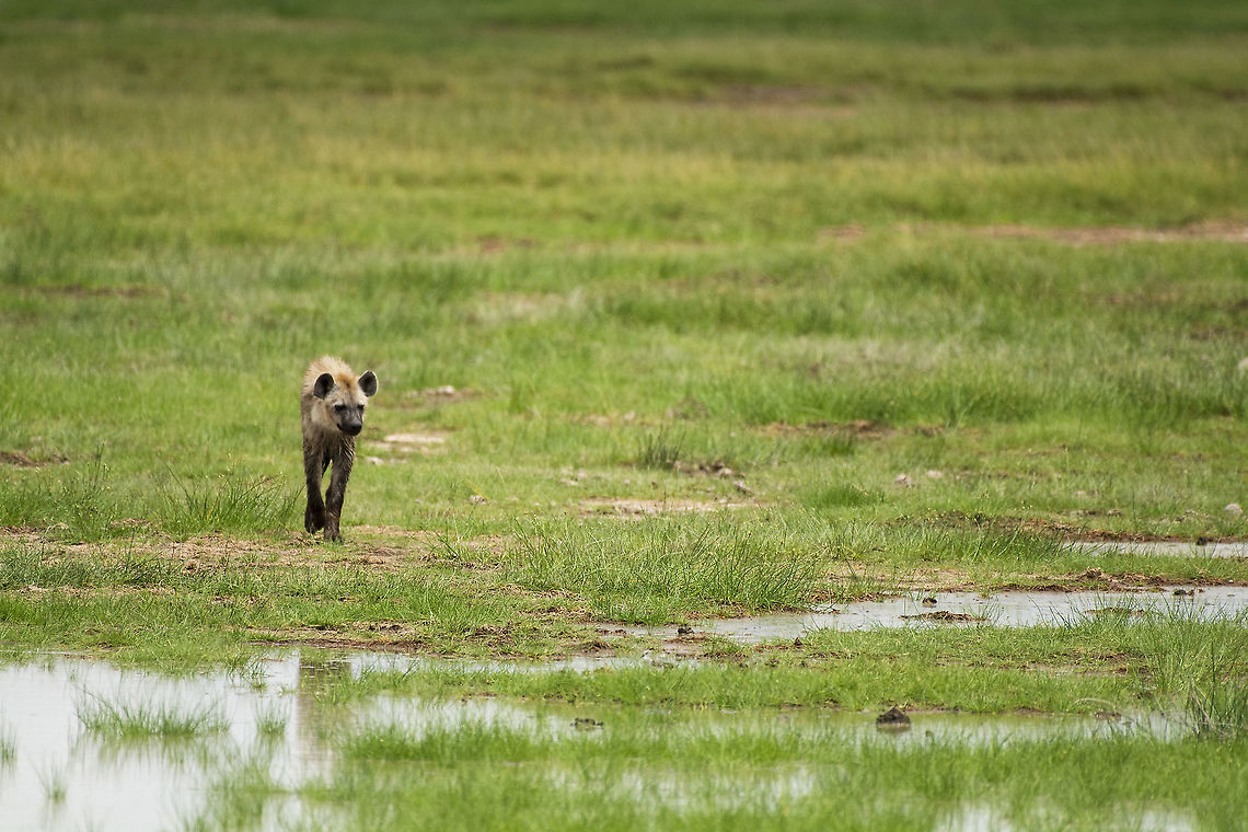 Spotted Hyena in the Amboseli Swamp  Crocuta crocuta,Geotagged,Kenya,Spotted Hyena,Summer