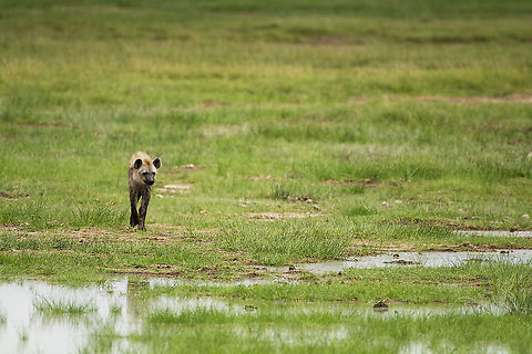 Spotted Hyena in the Amboseli Swamp  Crocuta crocuta,Geotagged,Kenya,Spotted Hyena,Summer