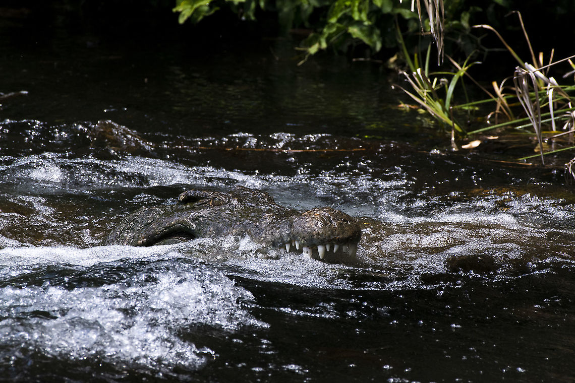 Nile Crocodile in Mzima Springs  Crocodylus niloticus,Geotagged,Kenya,Nile crocodile,Summer