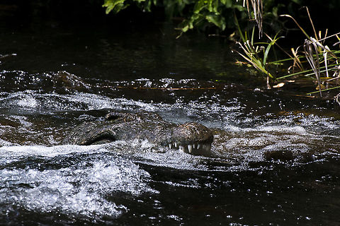 Nile Crocodile in Mzima Springs  Crocodylus niloticus,Geotagged,Kenya,Nile crocodile,Summer