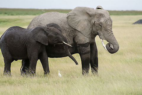 Amboseli Elephants after a bath  African bush elephant,Geotagged,Kenya,Loxodonta africana,Summer